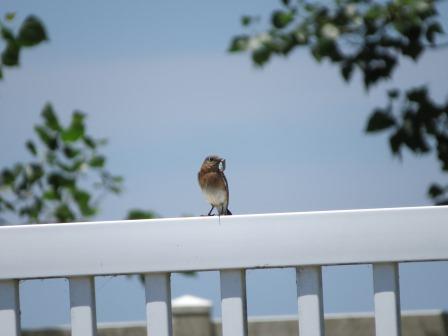 Bluebirds